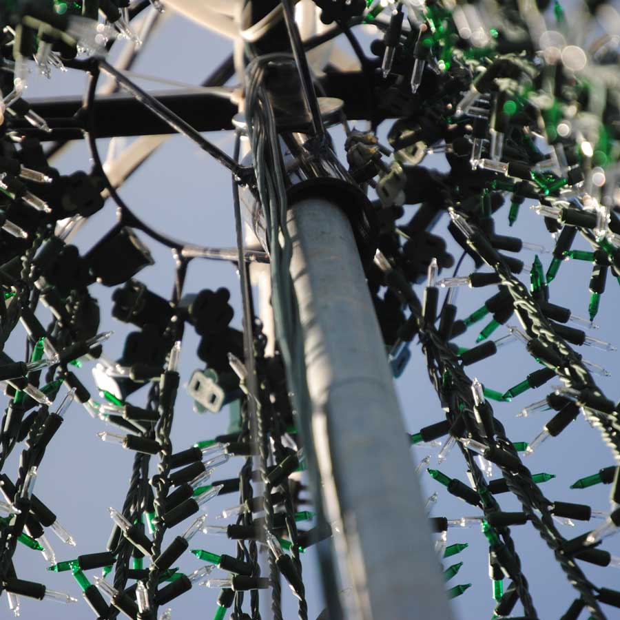 Large light tree looking up inside the tree